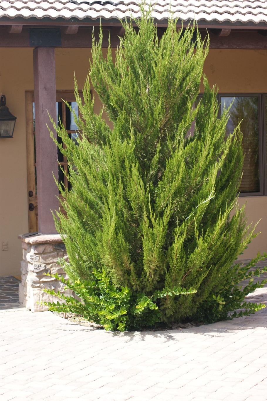 Можжевельник китайский Стрикта