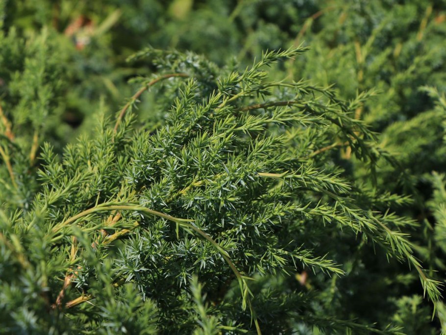 Можжевельник скальный Стрикта