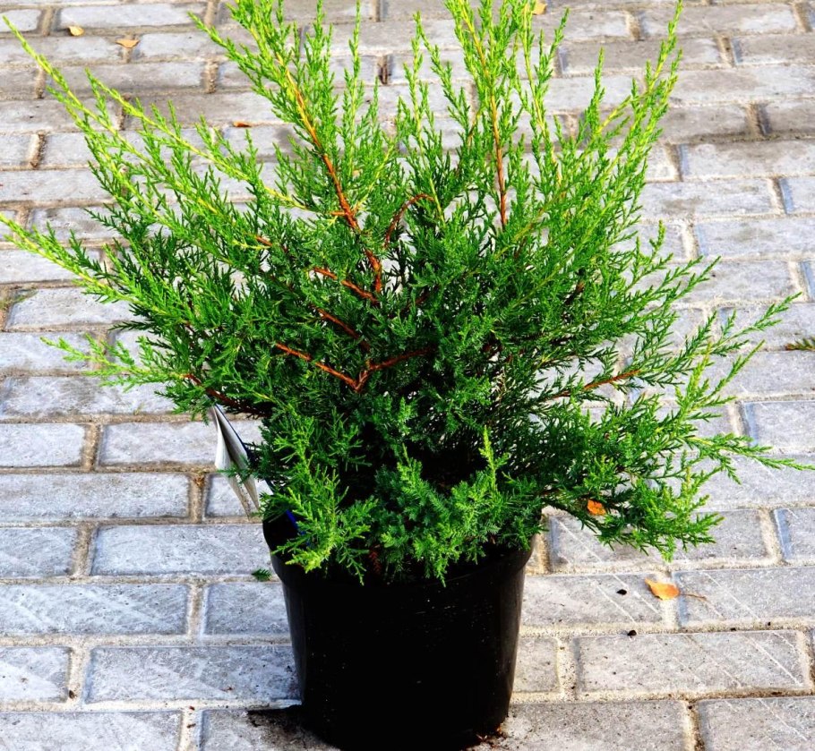 Можжевельник Kaizuka