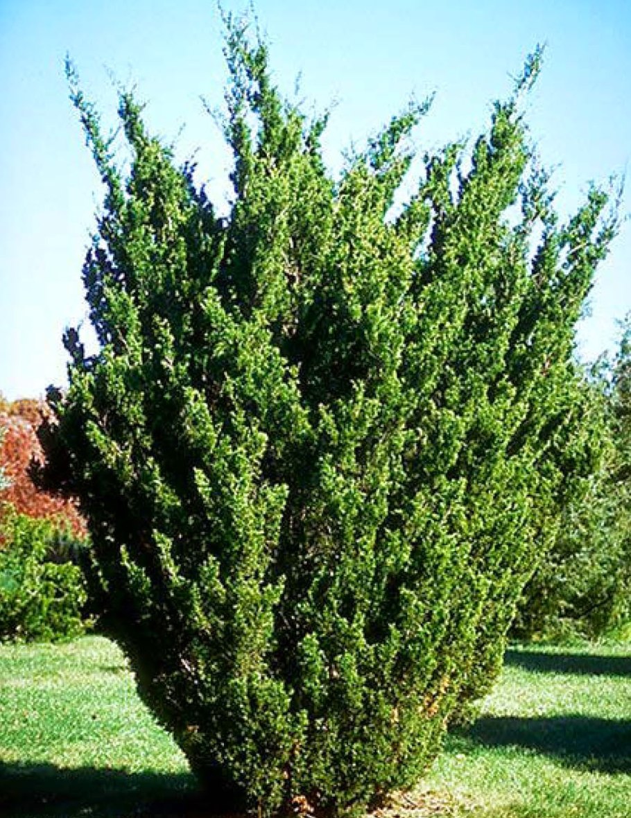 Можжевельник китайский Стрикта