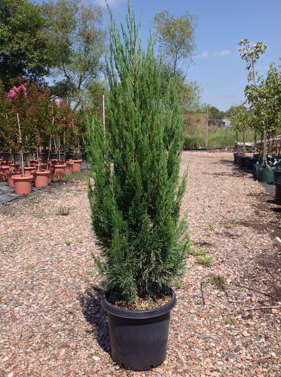 Можжевельник китайский спартан
