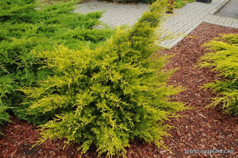 Можжевельник китайский куривао голд