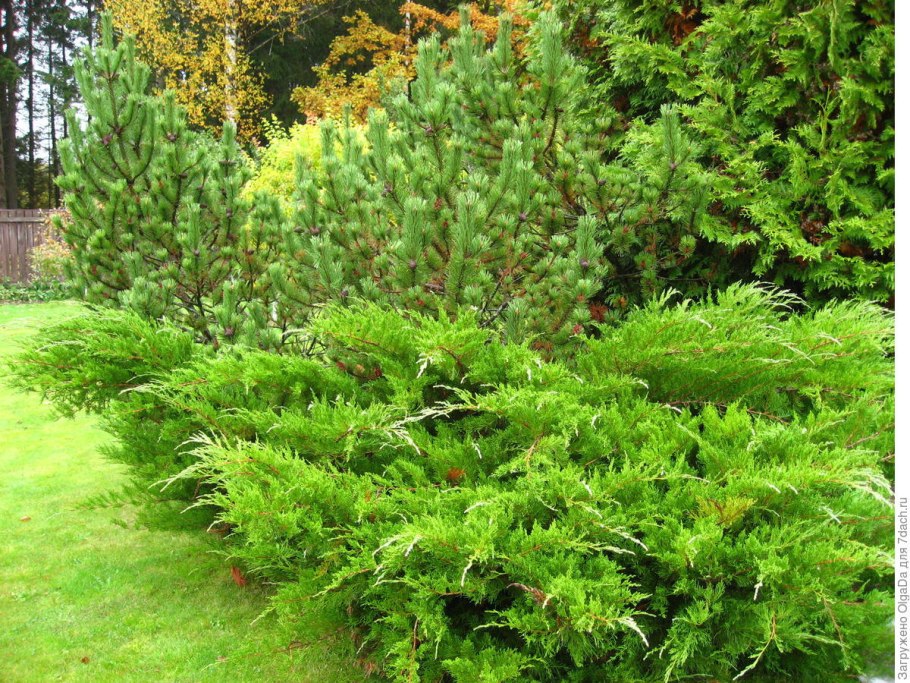 Можжевельник минт джулеп