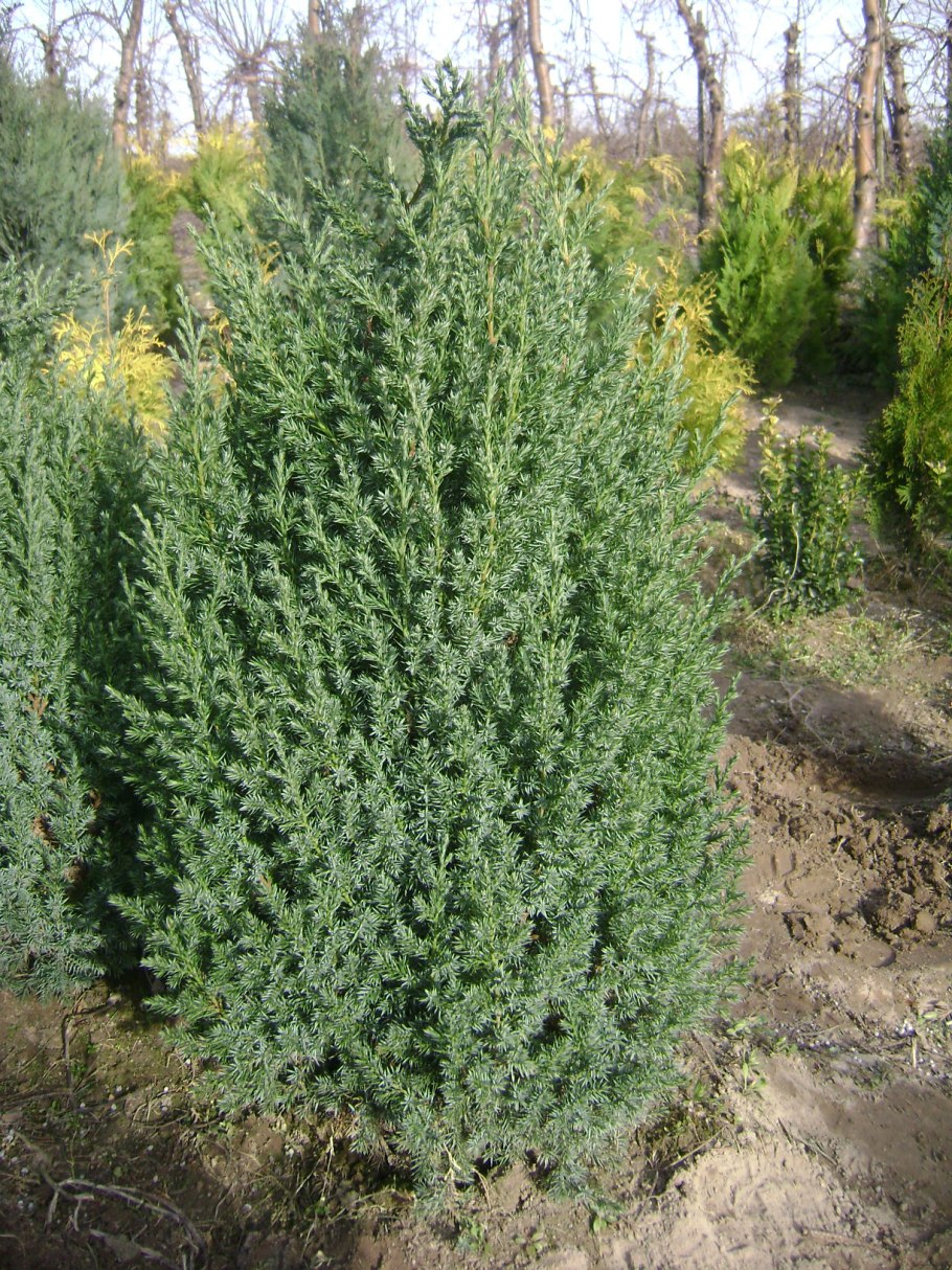 Можжевельник виргинский Пирамидалис