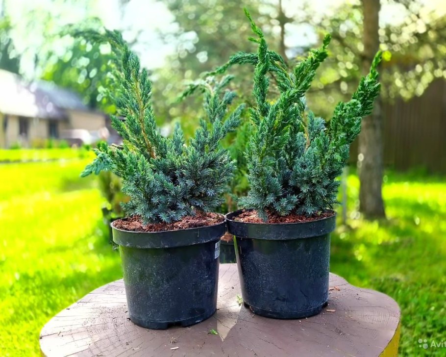 Можжевельник казацкий Стрикта