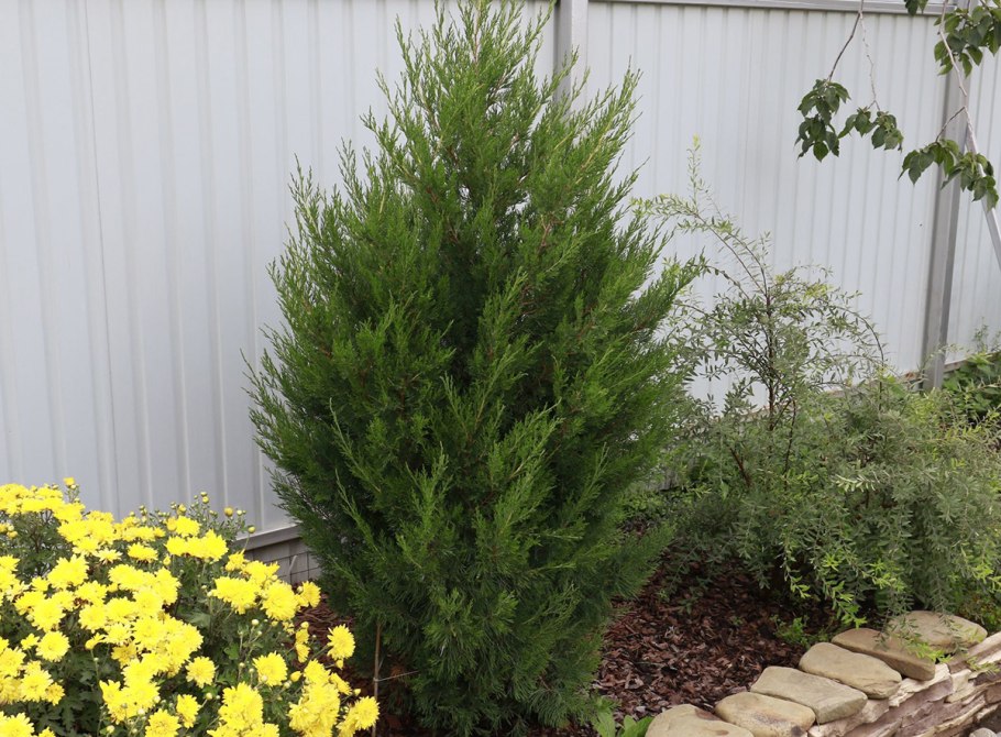 Можжевельник китайский Стрикта p9