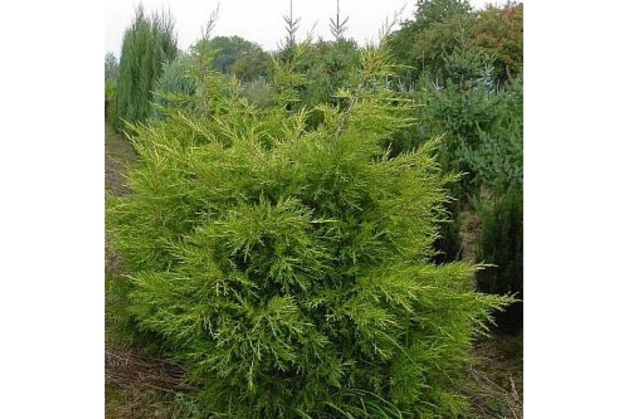 Можжевельник китайский куривао голд