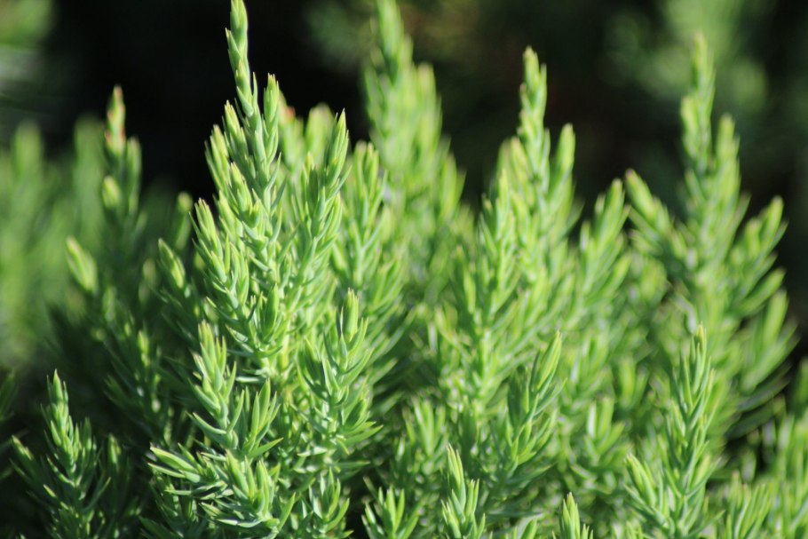 Можжевельник китайский stricta