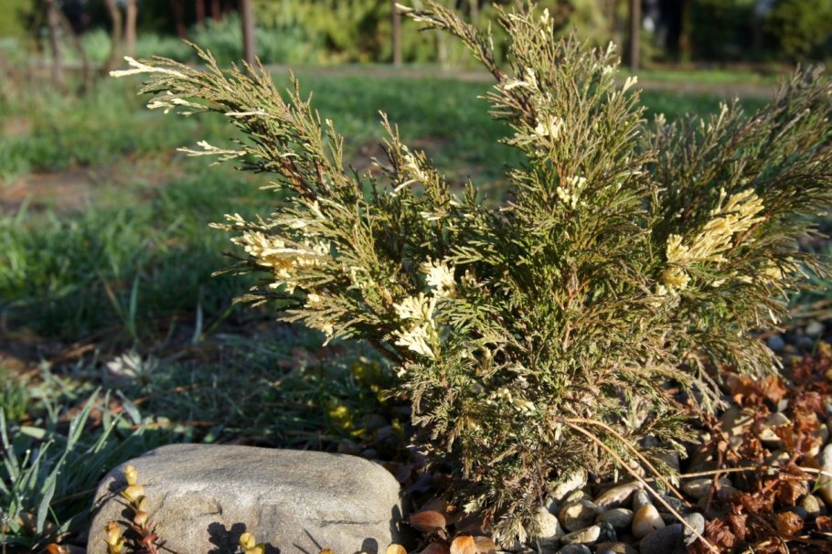 Можжевельник виргинский «Спартан»