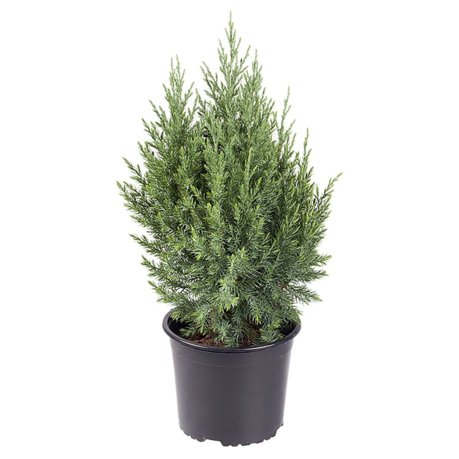 Можжевельник китайский Блю Альпс