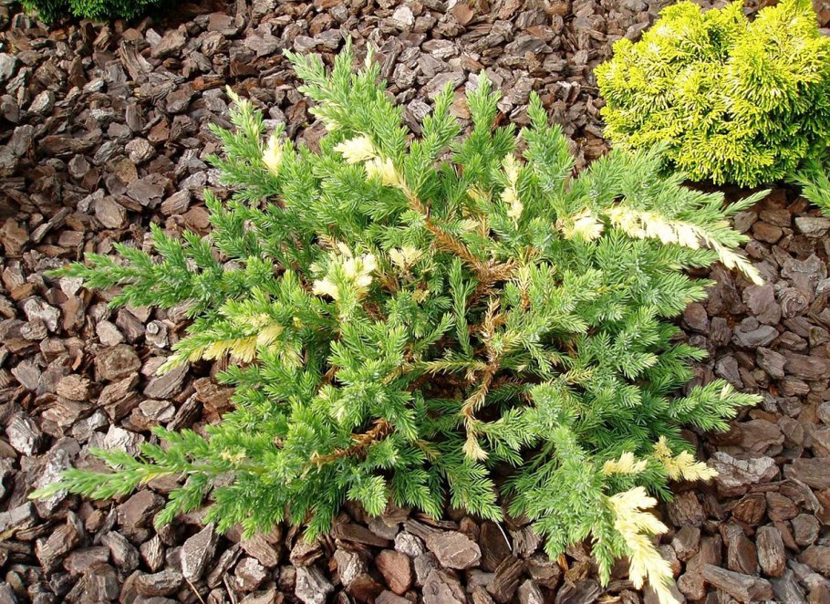 Можжевельник expansa variegata