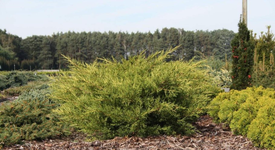 Можжевельник Куривао Голд