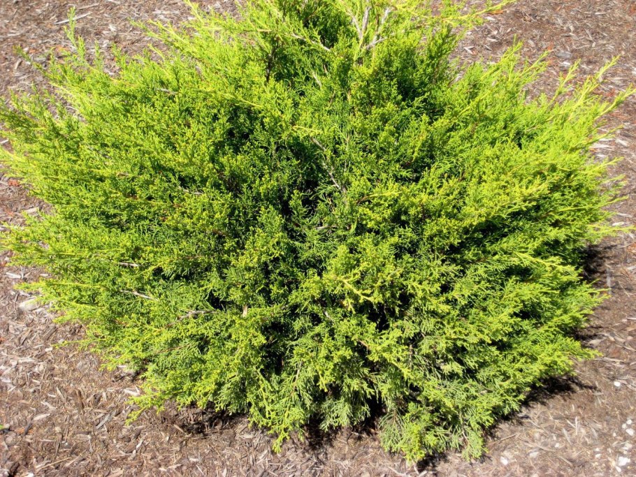 Можжевельник китайский Блаув