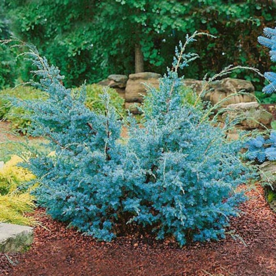 Можжевельник китайский Стрикта