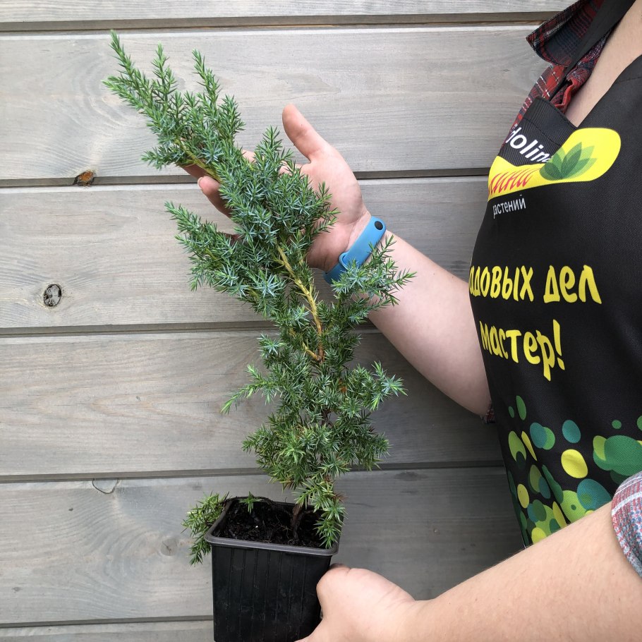 Можжевельник китайский Стрикта