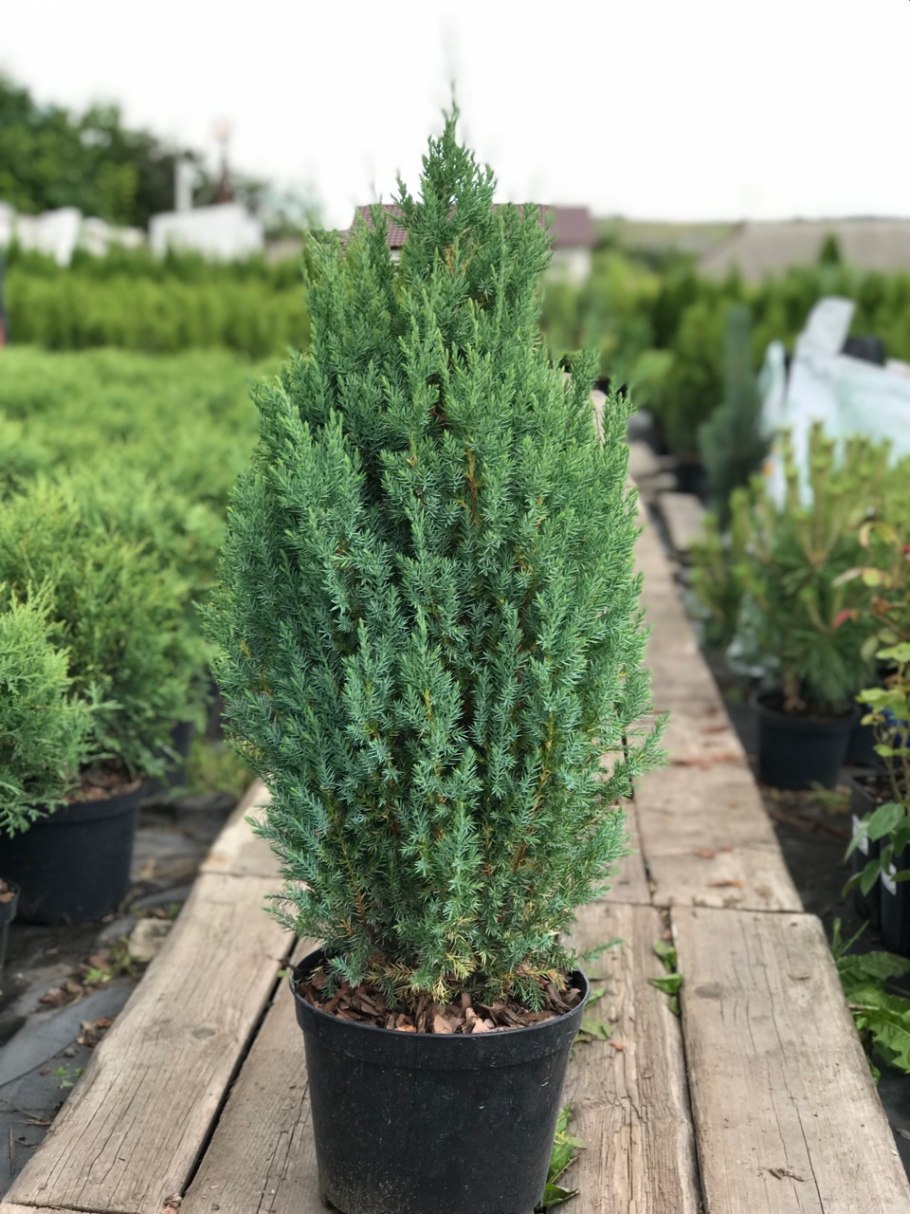 Можжевельник stricta (Стрикта)