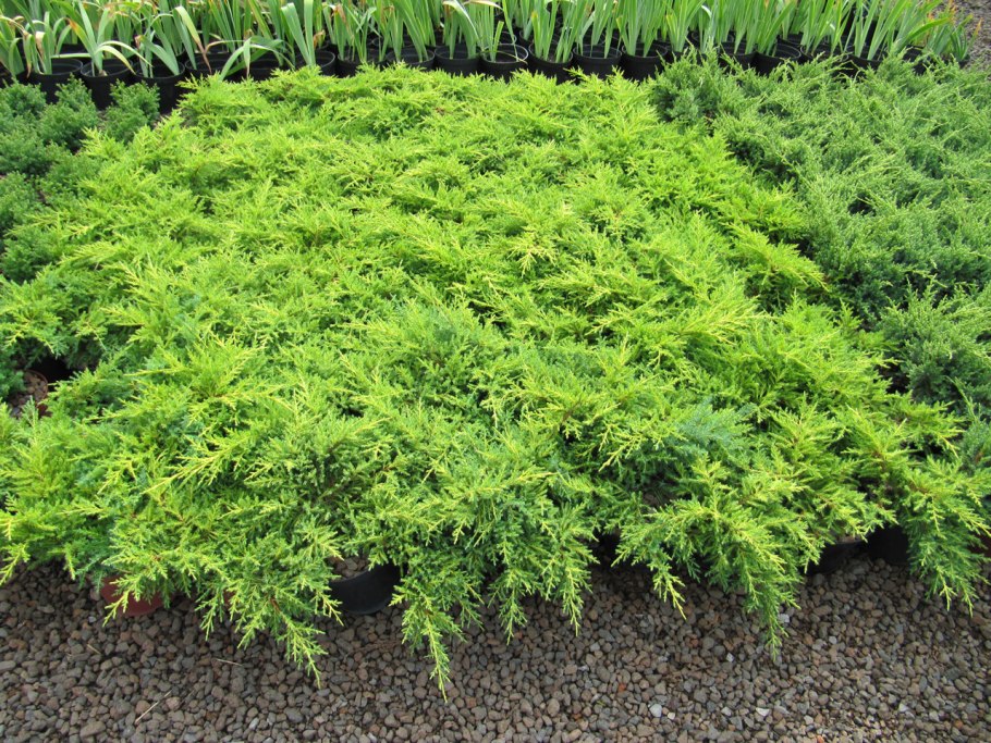 Можжевельник stricta (Стрикта)