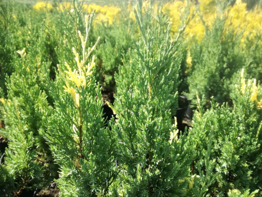 Можжевельник стрикта джуниперус