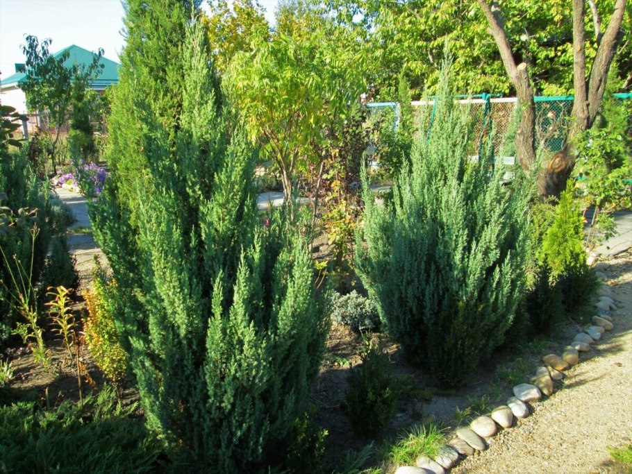 Можжевельник стрикта джуниперус