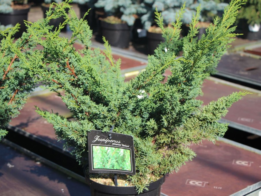 Можжевельник китайский стрикта