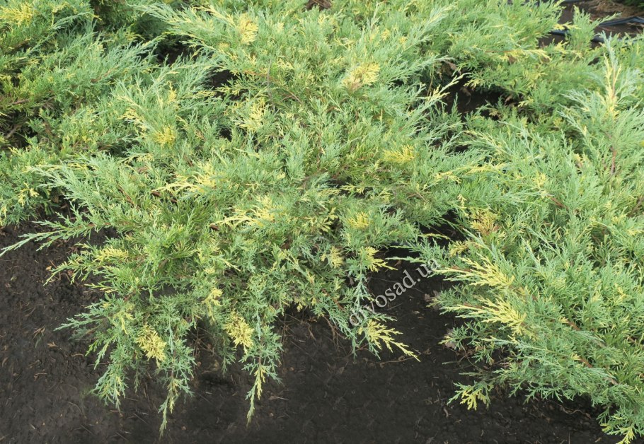 Можжевельник блю голд