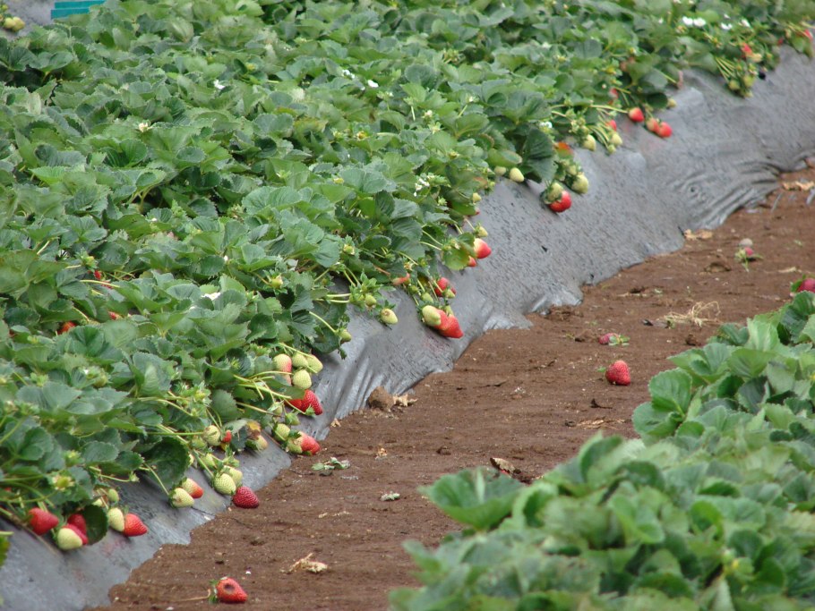 Мульчирование клубники