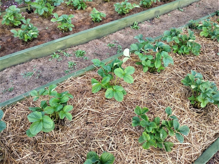 Мульчирование виктории соломой