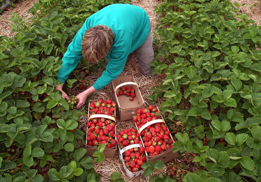 Клубника на участке