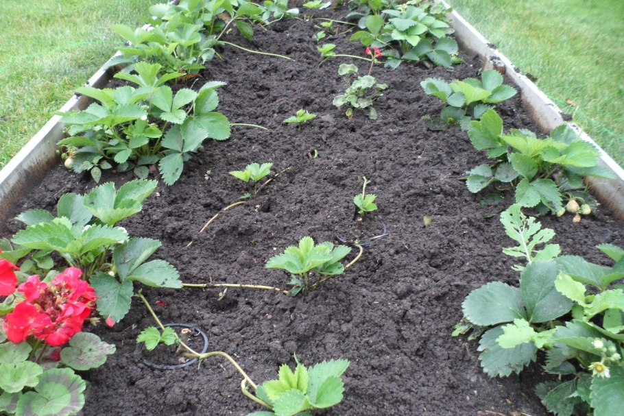 Посадка клубники осенью в открытый грунт