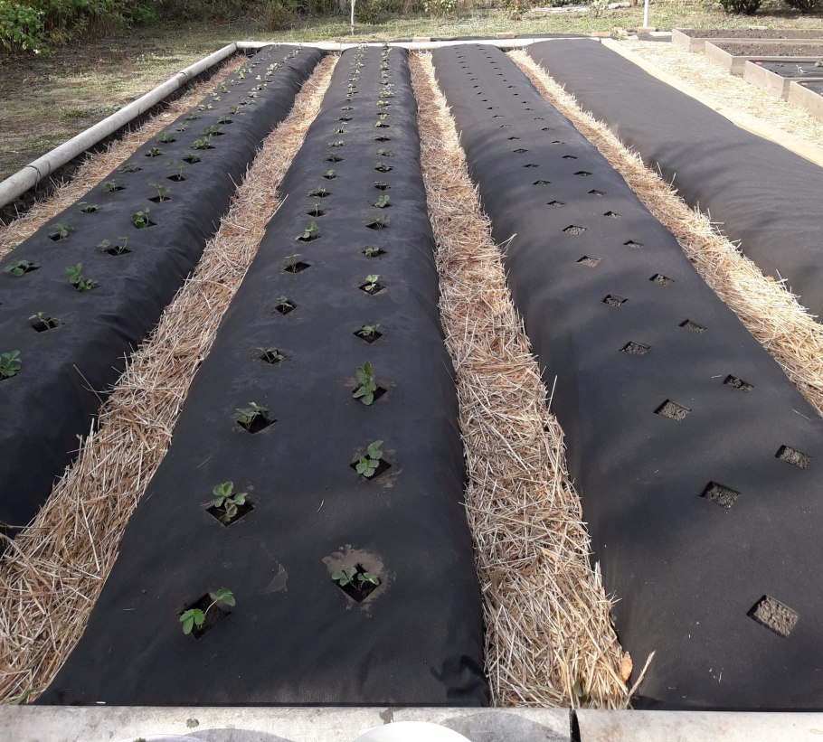 Грядки клубники под укрывным материалом