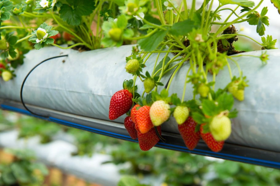 Ремонтантная клубника в теплице