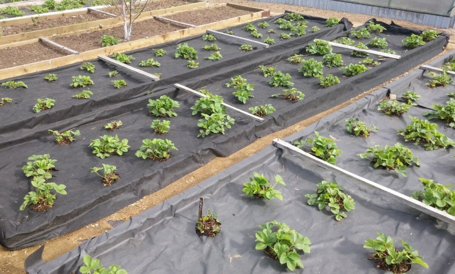 Агроспан мульча 60