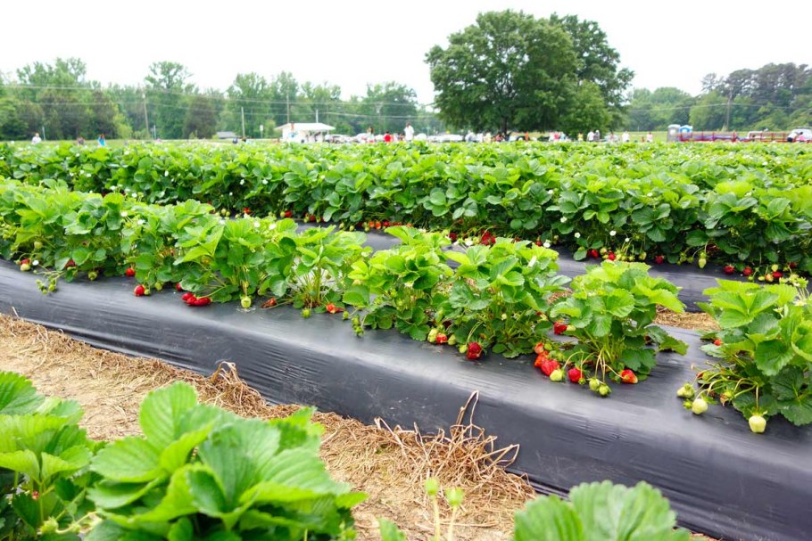 Мульчирование виктории агроволокном