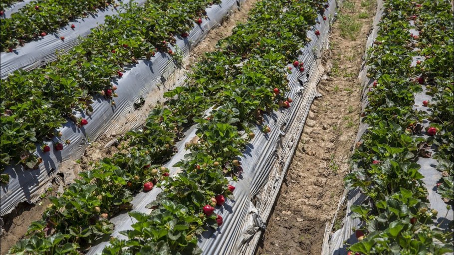 Клубника в открытом грунте