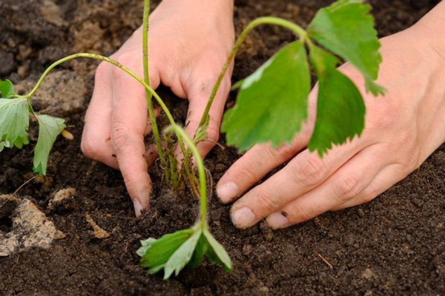 Рассада клубники