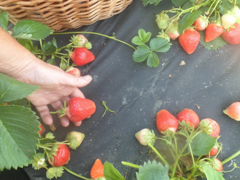 Клубника садовая агроткань