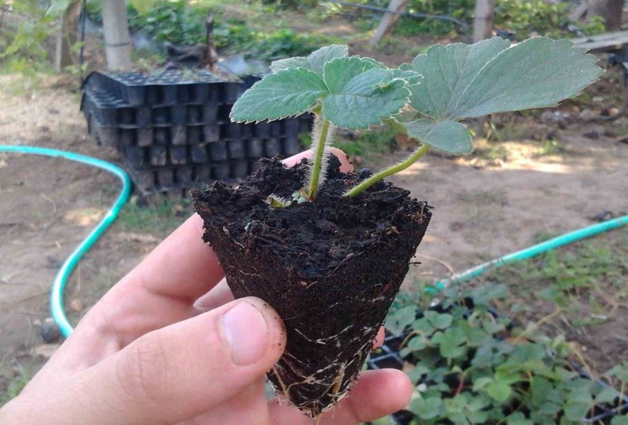 Рассада клубники зкс