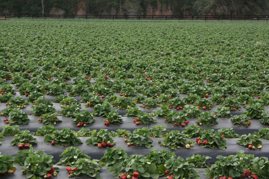 Ремонтантная шпалерная клубника