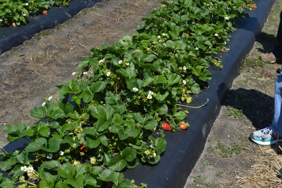 Лучшие грядки для клубники