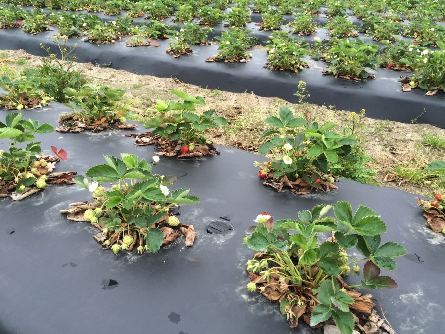 Клубника под укрывным материалом