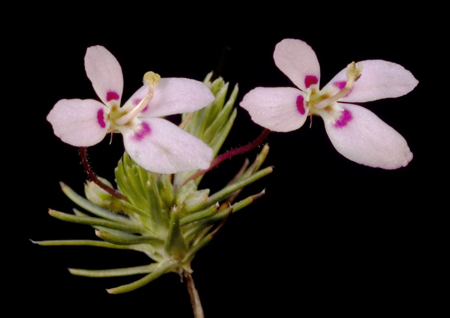 Stylidium graminifolium