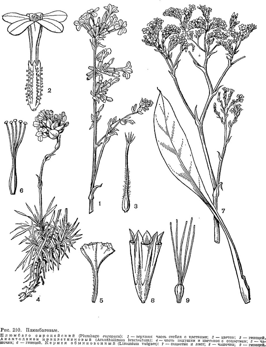 Alseuosmia macrophylla