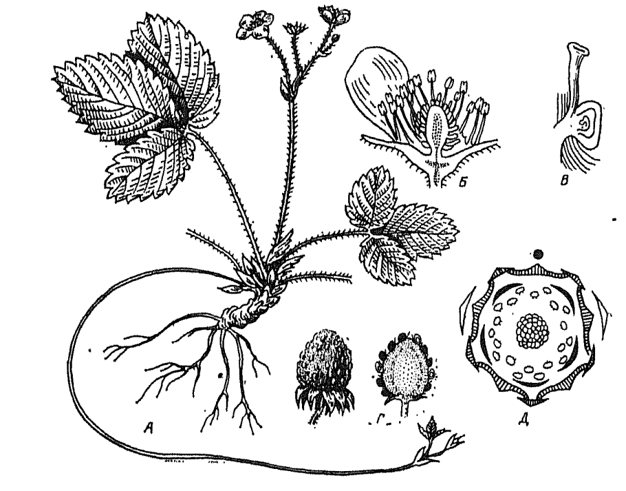 Земляника Лесная формула цветка