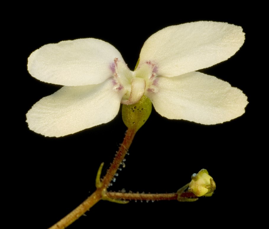 Anthidielum perplexum