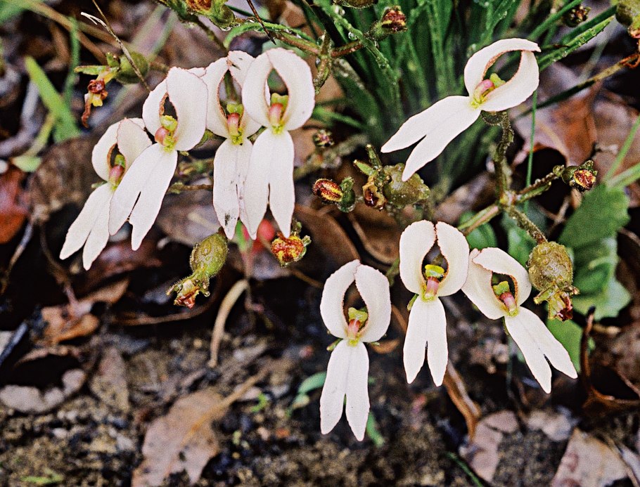 Стилидиум Хищные растения