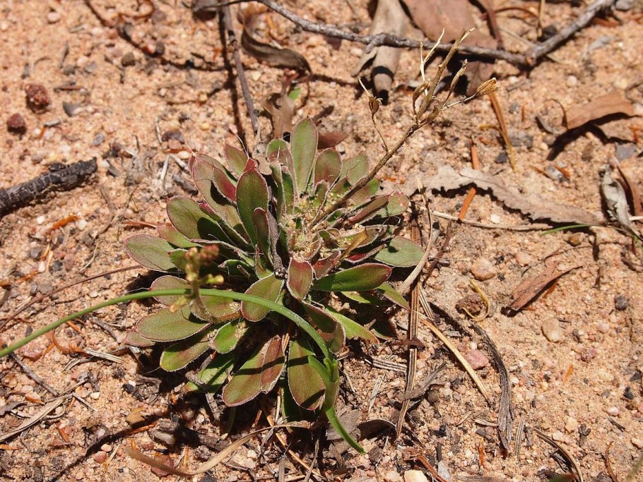Окопник лекарственный ботаника