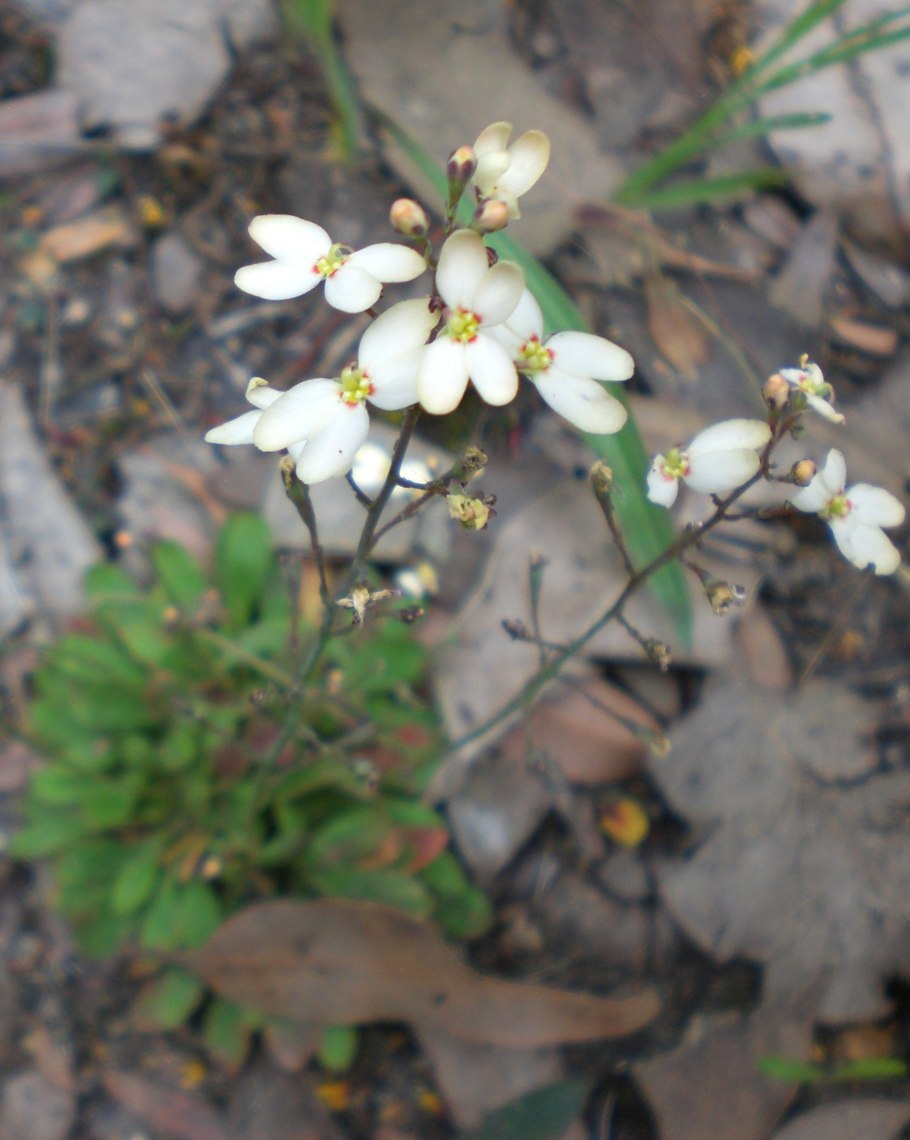 Эриогонум метельчатый