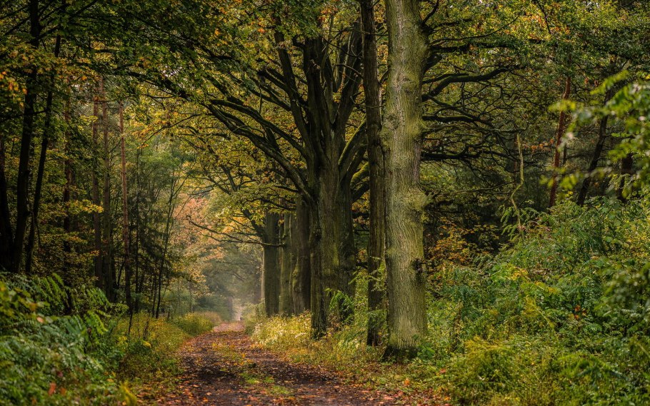 Европейские леса