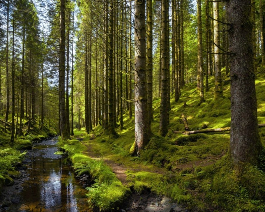 Старовозрастные леса