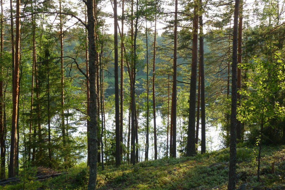 Европейские леса